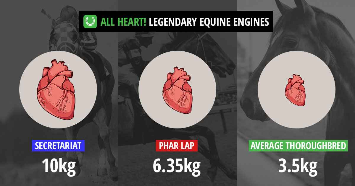 Horse Heart Size