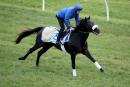 Cavalryman at Werribee trackwork last year