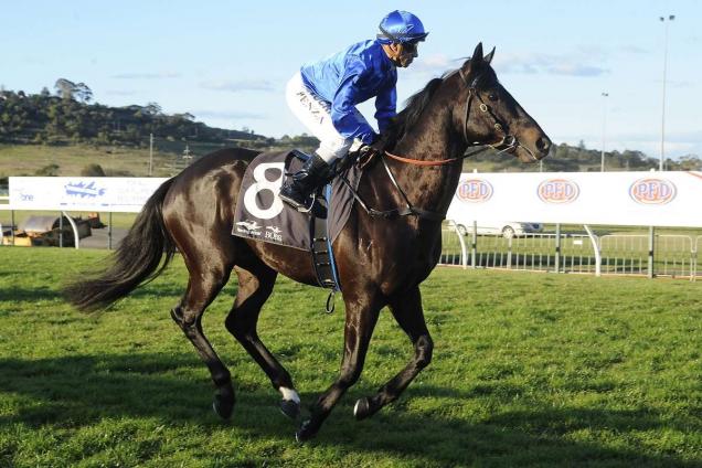 Drachenfels Horse