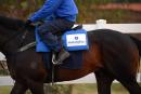 Godolphin are looking for their first Aus G1 since 2008