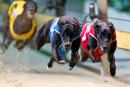 Greyhound racing will be put under the microscope