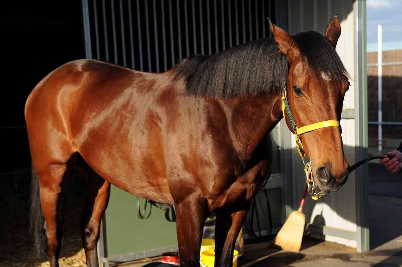 Precedence Aiming For Third Valley Cup