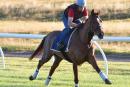 Red Cadeaux enjoying his work this morning
