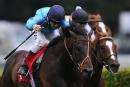 Seasoned stayer Brown Panther