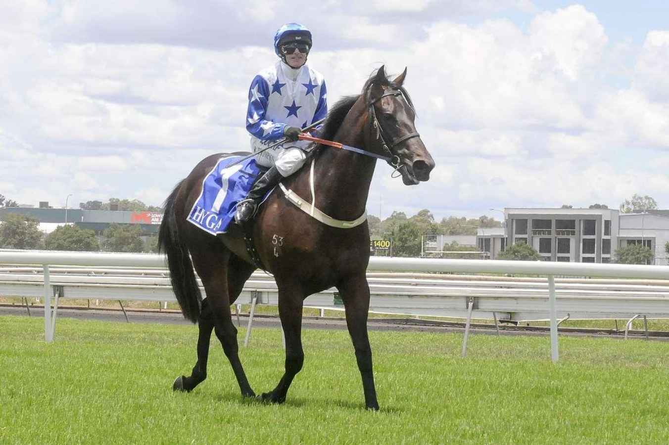 Brisbane colt Ameridon has arrived safely in Auckland ahead of his bid ...