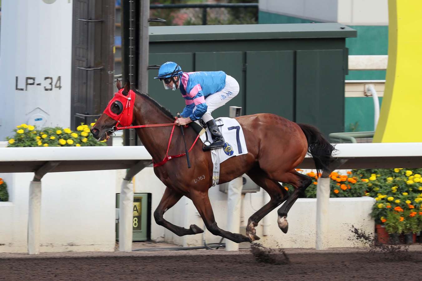Hongkong Great could be set for overseas campaign after record-breaking win - Vimarsana News