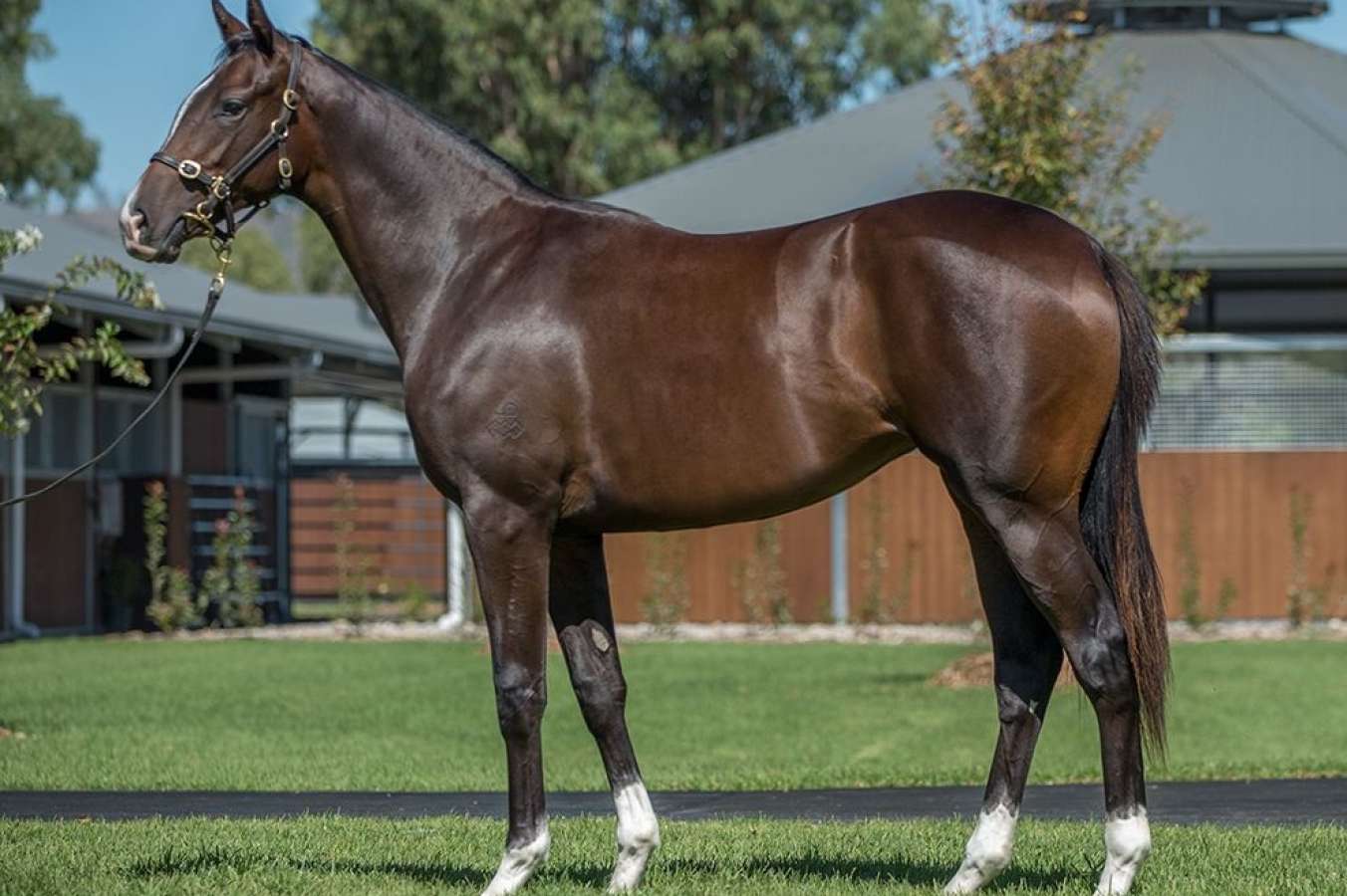 deep impact filly fetches $1.1 million