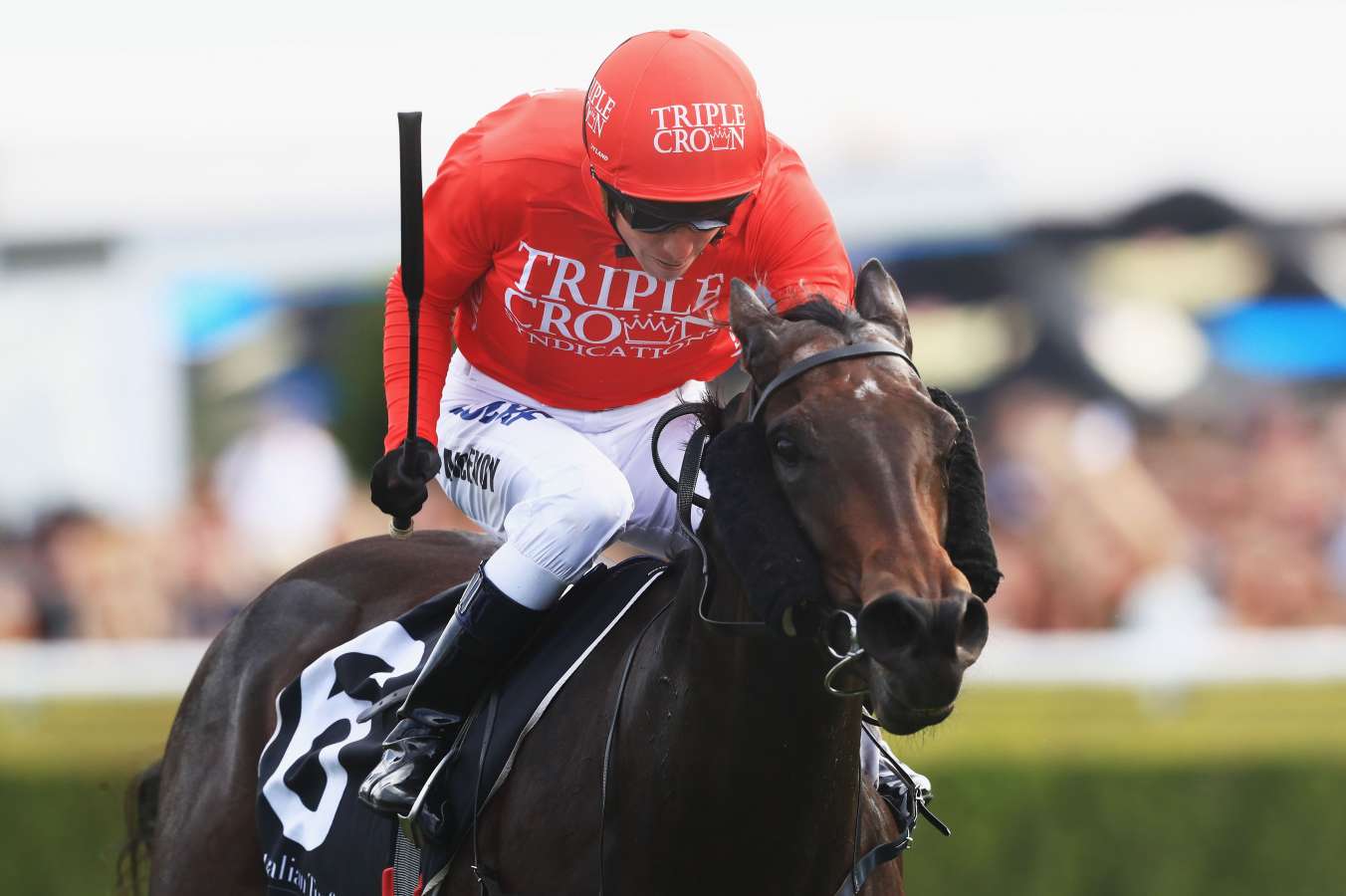 moss trip sneaks jhb carr stakes in photo