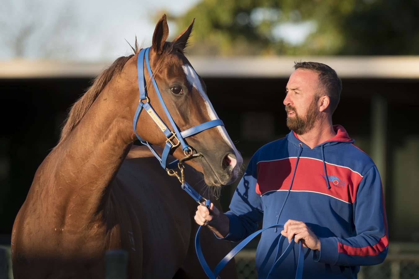 golden slipper chance eases pain for nick olive