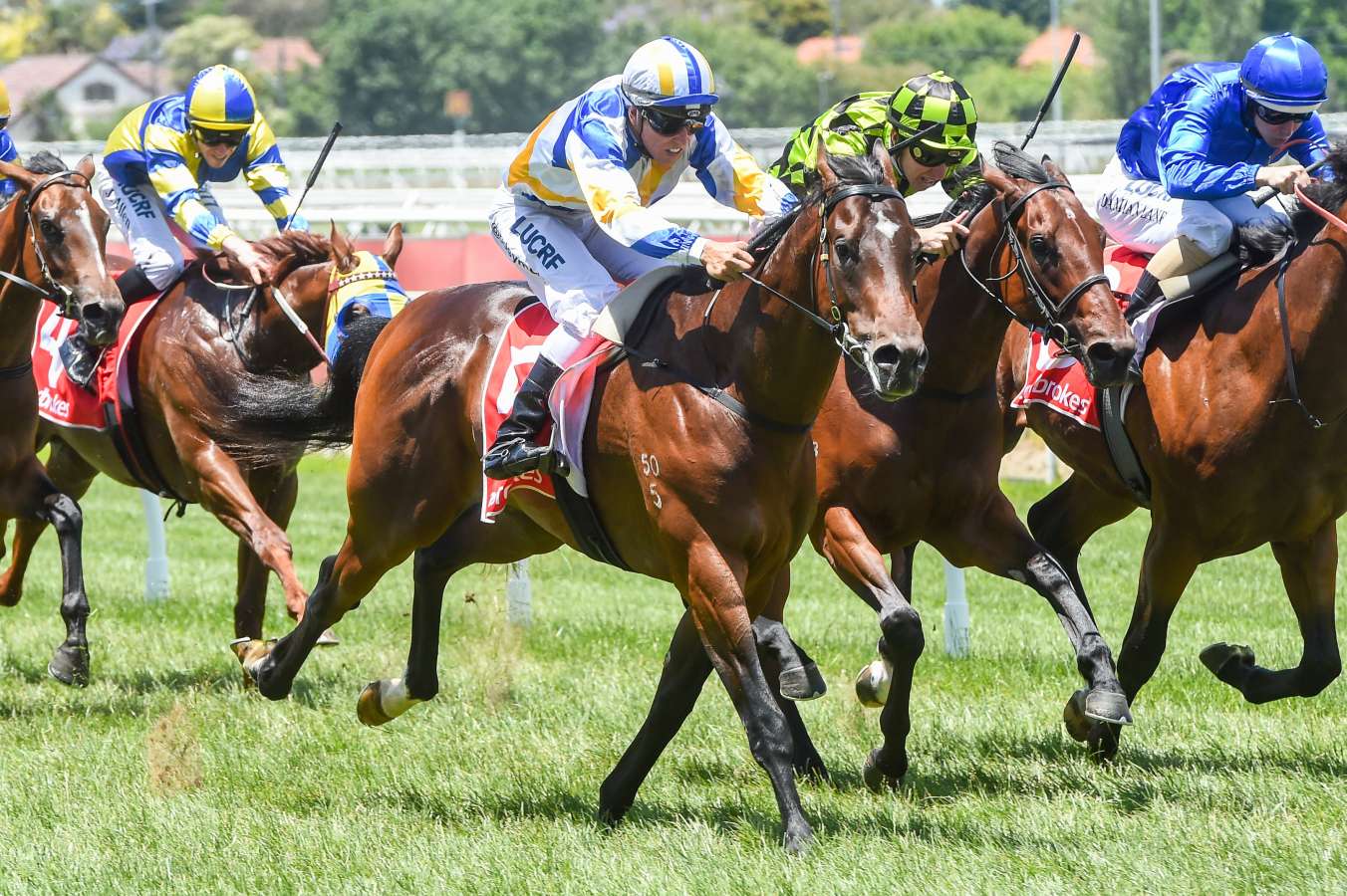 blue diamond scratching ollivander cleared for flemington start